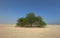 A lone Prosopis juliflora tree in middle of a Al jumayliyah desert in qatar