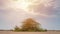 A lone Prosopis juliflora tree in middle of a Al jumayliyah desert in qatar. Selective Focus