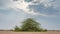 A lone Prosopis juliflora tree in middle of a Al jumayliyah desert in qatar. Selective Focus