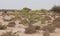 A lone Prosopis juliflora tree in middle of a Al jumayliyah desert in qatar. Selective Focus