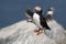 Lone Puffin Bird Stands Guard Over Nest