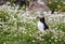 Lone Puffin Seabird