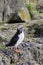 Lone Puffin Seabird with Food