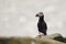 Lone Puffin Seabirds