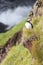 A lone puffin sits on the edge of a cliff next to the ocean