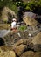 Lone Puffin standing in icelandic cliff an waiting for spouse to return to nest