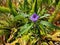 Lone Purple flower