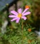 Lone purple flower in the bright sun