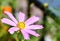 Lone purple flower in the bright sun