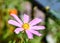 Lone purple flower in the bright sun