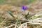 Lone purple flower, little violet in the sand