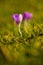 Lone purple tulip