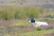 Lone ram on the Yorkshire moors