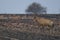 Lone Red Hartebeest walking in dry savannah environment