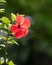 Lone red hibiscus flower glistening in sunlight