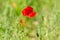 Lone red poppy bloomed