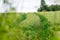 Lone Red poppy on dramatic green weeds field