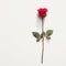 Lone red rose on white backdrop exudes natural elegance