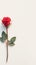 Lone red rose on white backdrop exudes natural elegance