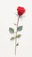 Lone red rose on white backdrop exudes natural elegance