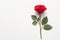 Lone red rose on white backdrop exudes natural elegance