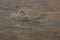 A lone red SUV, moves fast through the path in the sea of sand close to the Bromo, Indonesia