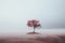 a lone red tree in a foggy field