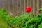 A lone red tulip grew at the foot of an old gray wooden fence. Sunny spring day