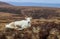 Lone Reindeer Rests in the Heather in the Cairngorm Mountains of