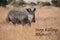 Lone rhino standing on open area looking for safety from with me