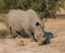 Lone rhino standing on open area looking for safety from poacher