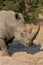 Lone rhino standing on open area looking for safety from poacher