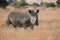 Lone rhino standing on open area looking for safety from poacher