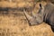 Lone rhino standing on open area looking for safety from poacher