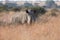 Lone rhino standing on open area looking for safety from poacher