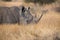 Lone rhino standing on open area looking for safety from poacher