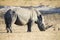 Lone rhino standing on open area looking for safety from poacher