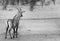 Lone Roan Antelope in black & white in Hwange