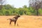 A lone Roan Antelope standing on the dry arid savannah in Hwange National Park