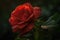A lone rose in a serene garden. Its delicate petals display a deep shade of red, while dewdrops sparkle in the dawn lig