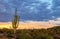 Lone Saguaro Cactus With Colorfull Sunset Skies