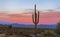 Lone Saguaro Cactus At Dusk In Desert