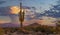 Lone Saguaro Cactus At Dusk Time In Arizona