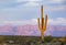 Lone Saguaro cactus with mountains in background