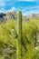 Lone saguaro cactus in sabino national park with arizona and tuscon native plants and trees with mountain background