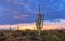 Lone Saguaro Cactus With Vibrant Sunset Skies