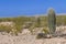 Lone Saguaro in the Desert Expanse