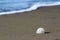 Lone sand dollar on beach