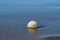 Lone sand dollar on beach