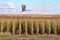 Lone sandhill crane flies over geometric lines of dried corn stalks